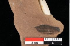 Foto (Detailansicht) von Pinus palaeostrobus Ettingshausen (NHMW-GEO-2024-0188-0197)
